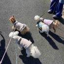 グラタンの季節到来