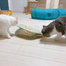 貫禄たっぷりプチ姐さん