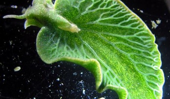 【生物の神秘】ウミウシが光合成をする謎。藻類を食べて葉緑体、遺伝子取り込んでいた?