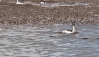 【GIF】鳥さん、謎の行動を見せつけるwwwwwww