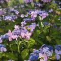 紫陽花を見に荻窪公園へ