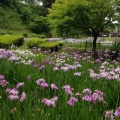 亀山公園の菖蒲まつり　満足度100%