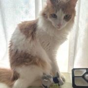 セリアで買った110円の馬グッズ（その2）～♪