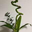 アプリのお花屋さん