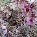 バラ剪定とチューリップに芍薬