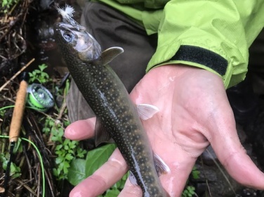 吾妻川支流の釣りとつつじの湯 17年9月6日 Flyfishing Plus ヤマメ イワナの宝庫探し