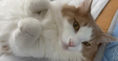 猫とは思えない遊び方をする大きな猫