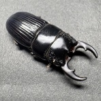 Odontolabis Laboratory