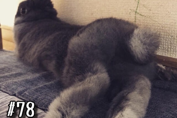 動画制作初心者のyoutube生活 うさぎ 出産