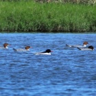 『投稿：遠すぎる珍鳥コウライアイサ&BORGのネジが噛んだ時の対策編【追記】2025/01/09』の画像