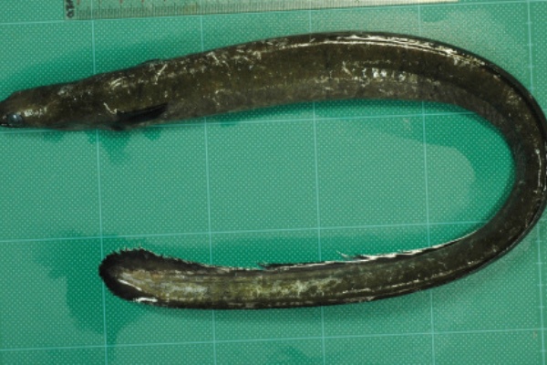 ニホンウナギ 世界初の親魚捕獲 マリアナ諸島西方で 大井川共水うなぎ100 浜松 うな正