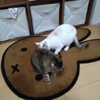 実物のﾈｺﾁｬﾝたちセカンド225