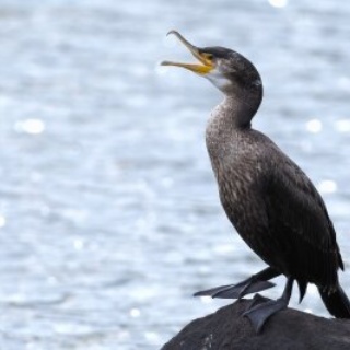 東京港野鳥公園　レンジャーブログ