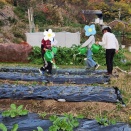 クリスマスツリー