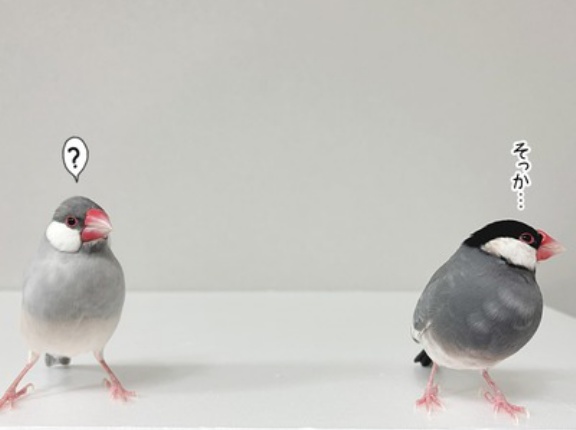 NEWホヨヨボールが届いた！