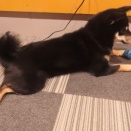 伏せの体勢から