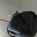 子猫からしか得られない栄養がある
