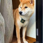 風太通信～柴犬風太の日記帳