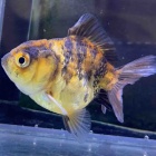 『金魚•メダカ入舎情報‼️』の画像