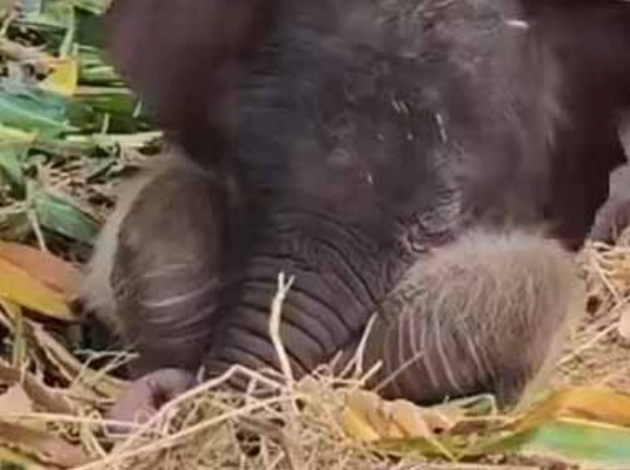 【これはカワイイ】 お母さんは隣でゴハンを食べていた。安心して眠れるね♪ → 生後７日のゾウの赤ちゃんはこんな様子です…