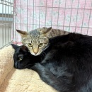 譲渡会と週末ご飯