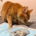 不調のボス猫、フード容器を突破する　20251014
