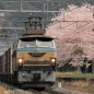 桜満開 = 東海道を下るEF66-27 =
