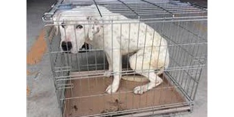 1年前に犬を拾った義実家→この前初めてその犬に会った結果、信じられない光景を見てしまった…