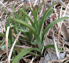 食は重なり毒は並ぶ