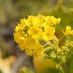 まさかの肺がん、手術後3年半で再発？