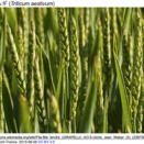 CRISPR/Cas9 GEで導出した超低アスパラギン小麦を利用すると, パンやトーストや ビスケットに有害物質アクリルアミドが含まれる心配をしなくて済むようになりそうです