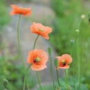 道端に咲くオレンジ色の綺麗な花にはご注意を・・・