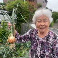 玉ねぎ大収穫