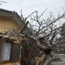 春が来る？来た‼️