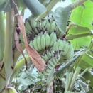 バナナの木　プノンペンの保育園の庭に