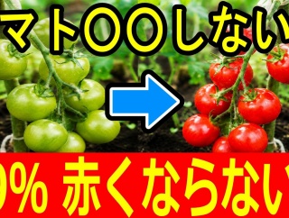 【警告】トマトが赤くならない本当の原因｜真夏に真っ赤にする3つの手入れ【家庭菜園】