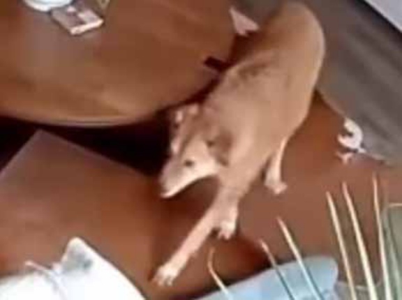 うちのイヌは私が留守中もソファに乗らない。でもなんか怪しい → こっそりペットカメラで撮ってみたら…