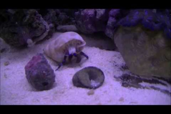 アクアリウム 海水魚と暮らす