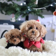 CHANELで2個買いした商品