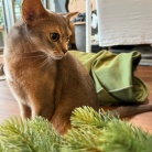 クリスマスツリーを出しました