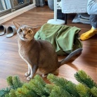 クリスマスツリーを出しました