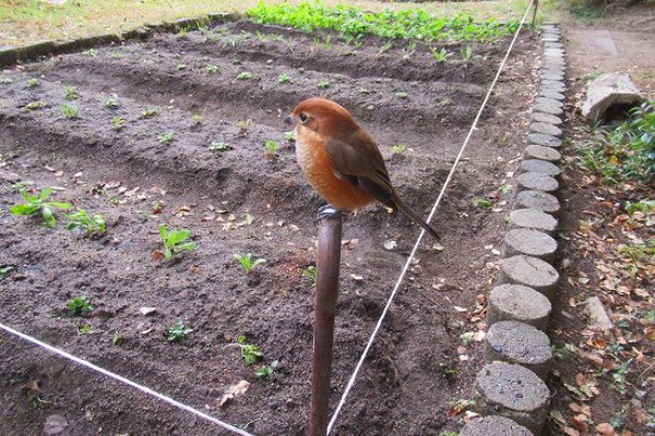 花好きおばあさんの 園芸ボランティア日記 白さび病