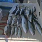 明石釣り船たかみまるの釣果blog