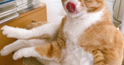 ぐいぐい抱っこされに来る猫。