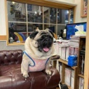 水曜日の、さんちゃん。