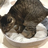 気に入りすぎて怒るお嬢様