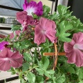ベランダに咲く花
