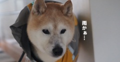 アガパンサスと貫太