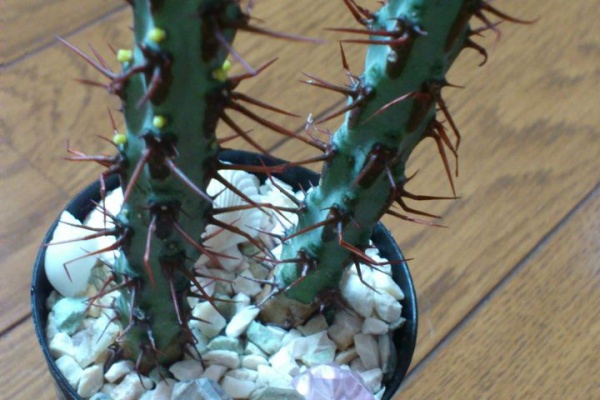 サボテン 多肉植物 日記 Succulent Cactus