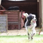 GUNDOG RESCUE CACI 活動ブログ